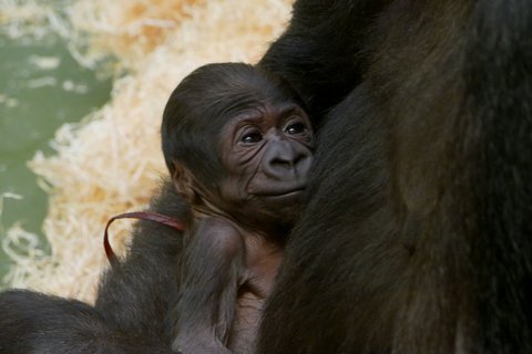 csm juvGorilla von Habibu 031119 RamonaSuch 1 458dcd0c44